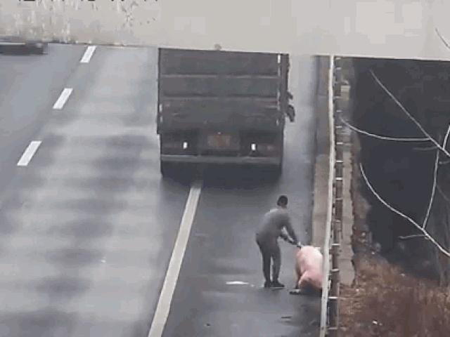 Media - Lùi xe trên cao tốc để "nhặt" lợn rơi, tài xế nhận ngay kết đắng