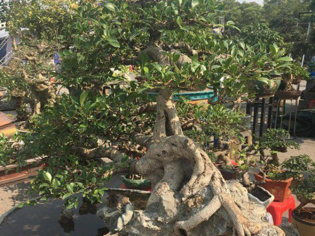 Thị trường - Tiêu dùng - Ngắm cây sanh "tí hon" ôm đá, chờ đại gia đón về chơi Tết