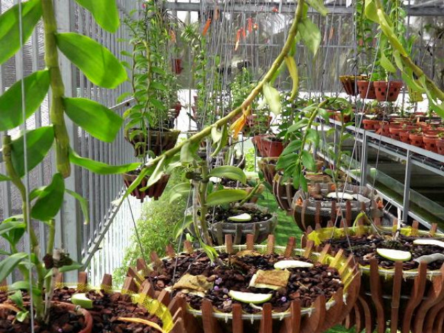 Thị trường - Tiêu dùng - Chiêm ngưỡng vườn lan đột biến quý hiếm ở miền Tây