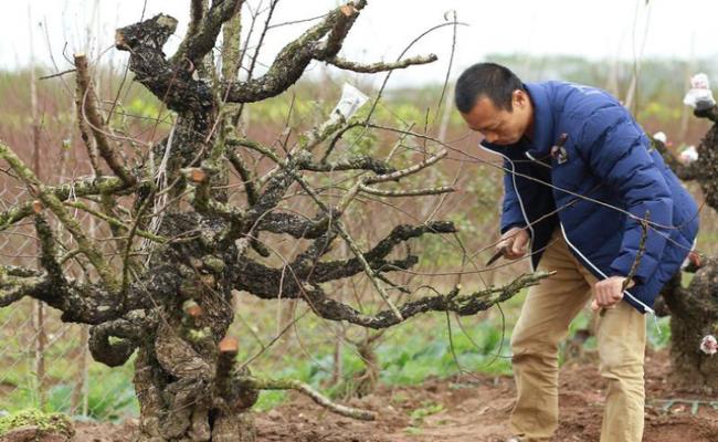 Sau Tết Nguyên đán, những gốc đào, quất, cây cảnh hết giá trị sử dụng bị vứt lăn lóc khắp nơi… Đây được xem là “cơ hội vàng” để những người chuyên thu gom bán lại cho các chủ vườn.
