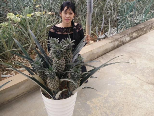 Thị trường - Tiêu dùng - Đem cây “rẻ tiền” trồng lên chậu, bán giá gấp chục lần lại “cháy” hàng