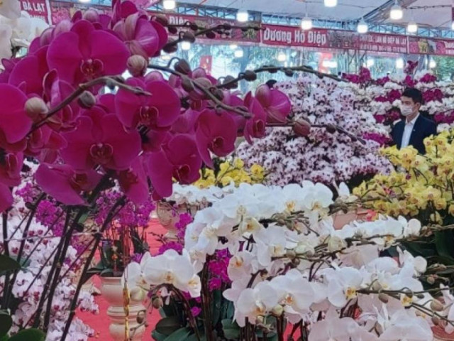 Thị trường - Tiêu dùng - "Chạy" dịch Covid-19, hoa Tết ồ ạt đại hạ giá trước thềm Tân Sửu 2021