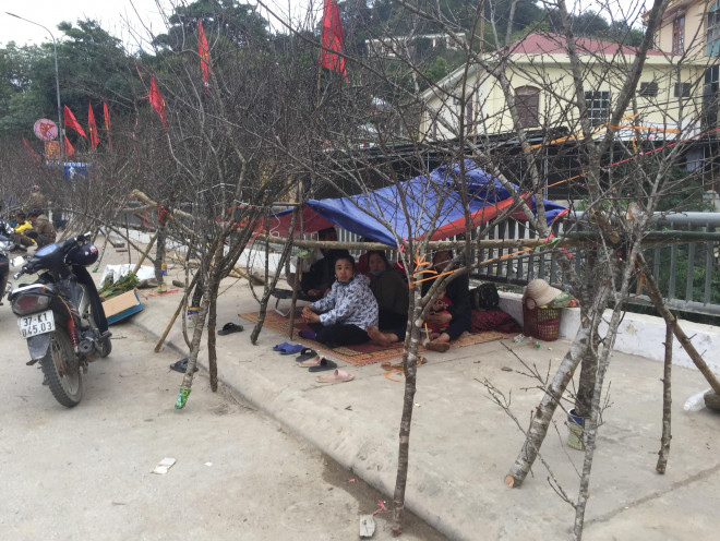 Người dân ngủ ngay bên đường để bán đào.