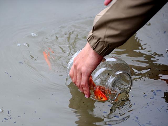 Tin tức trong ngày - Ảnh: Người Hà Nội thả cá tiễn Táo quân lên thiên đình