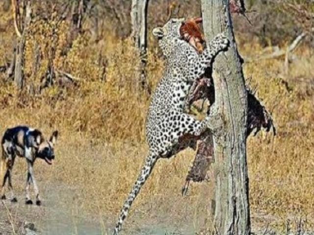 Media - Báo hoa mai hùng dũng lao vào cướp mồi của bầy chó hoang