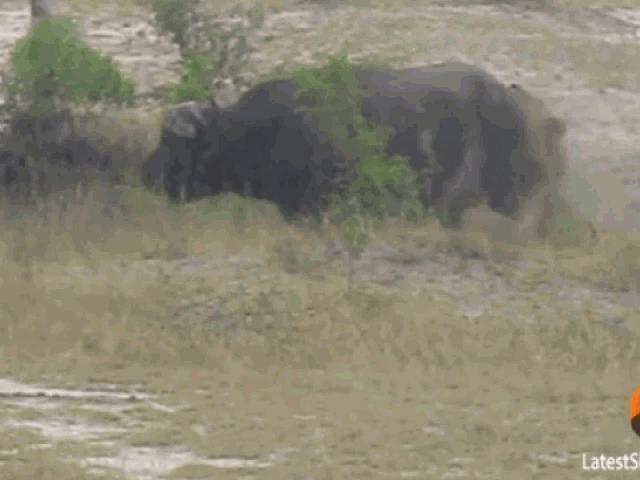 Media - Mắc vào sừng trâu rừng, sư tử đực bị quật "thừa sống thiếu chết"