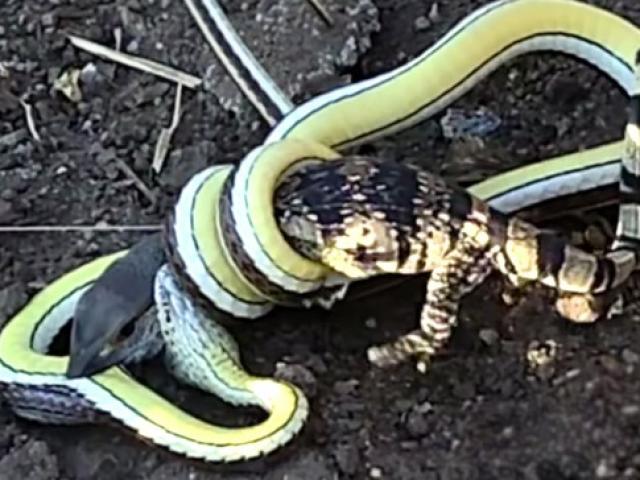 Media - Thằn lằn đại chiến "nảy lửa" với rắn độc