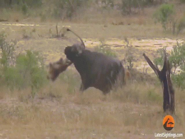Phi thường - kỳ quặc - Video: Định ăn thịt trâu rừng, sư tử đực bị con mồi húc thủng bụng rồi quật "thừa sống thiếu chết"