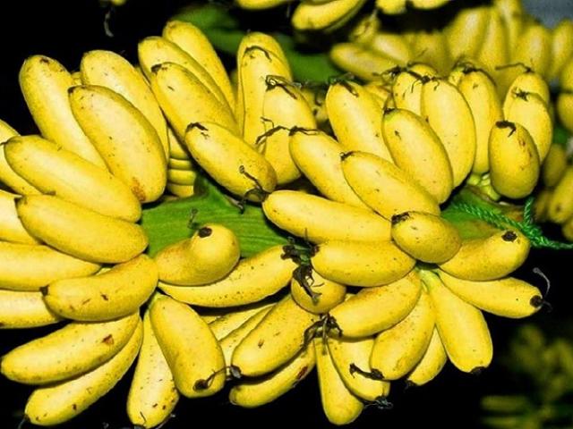 Thị trường - Tiêu dùng - Quả chuối bé bằng ngón tay, trước để tiến Vua, Tết bán nửa triệu/buồng