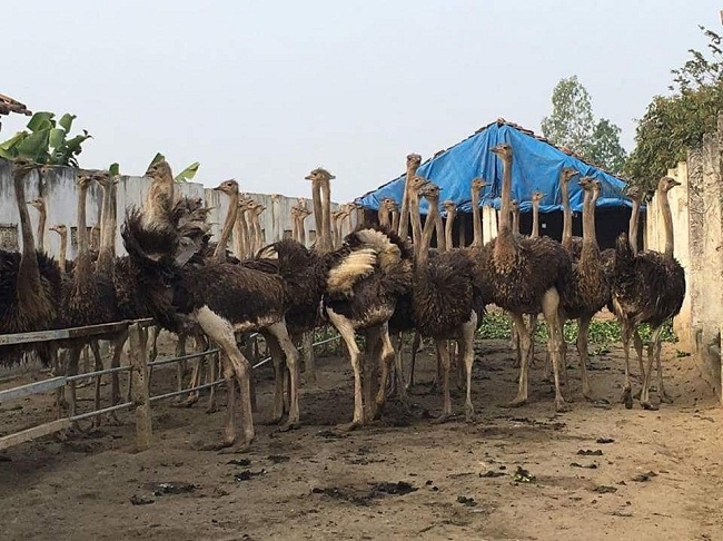 Đàn đà điểu thương phẩm tại cơ sở chăn nuôi&nbsp;của gia đình ông Đào Đức Thủy