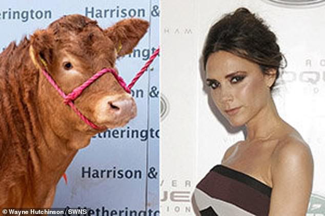 Con bò đắt nhất thế giới có giá 8,2 tỷ đồng, được đặt tên theo biệt danh của Victoria Beckham - 3