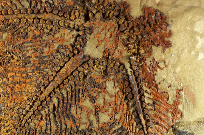 "Chân dung" sinh vật cổ đại được bảo tồn ở mức đáng ngạc nhiên trong đá - Ảnh: Claude Bernard University Lyon
