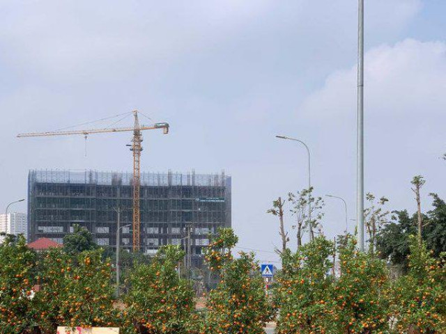 Thị trường - Tiêu dùng - Quất, đào "sale kịch sàn" vẫn vắng bóng người mua