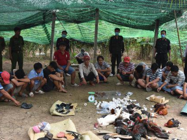 Pháp luật - Công an Bạc Liêu và Tiền Giang chia nhiều hướng đánh úp 2 sân gà