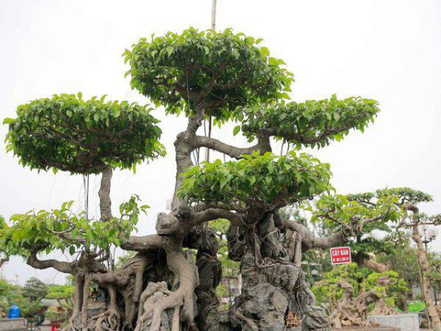 Thị trường - Tiêu dùng - Sanh cổ ôm đá thế đẹp "lạ", hút đại gia chơi cây cảnh đến chiêm ngưỡng