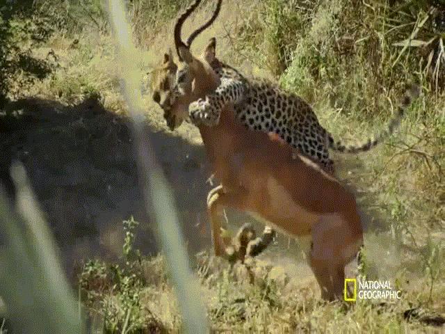 Phi thường - kỳ quặc - Video: Cuộc chiến sinh tử giữa báo hoa mai và linh dương cực khỏe, kết cục ra sao?