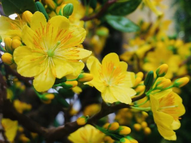 Media - Độc đáo cây mai "khủng" được tạo nên từ 35 kg đất sét