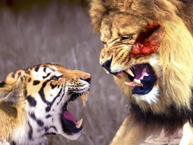 Media - Sư tử đực thị uy sức mạnh trước 2 mãnh hổ