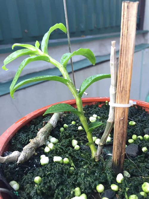 Nghệ nhân Phan Thanh Lương bật mí kinh nghiệm trồng hoa lan đột biến đảm bảo ai cũng thành công - 4