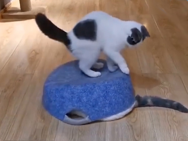 Video Clip Cười - Những kẻ "phá làng phá xóm" khiến con sen phải ngán ngẩm