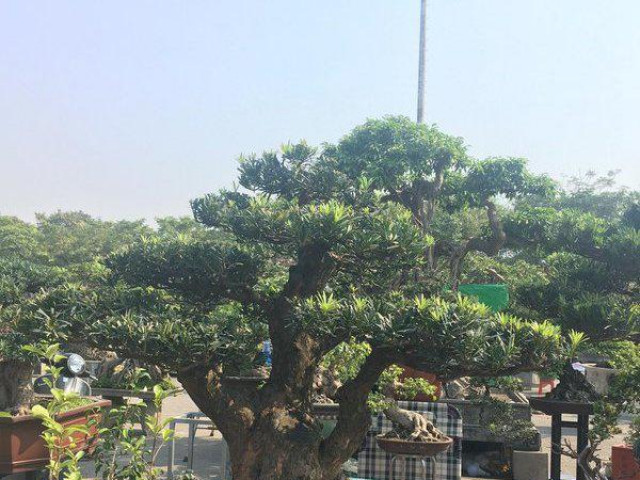 Thị trường - Tiêu dùng - Cận cảnh cây tùng chơi Tết "giá trên trời" khiến nhiều người tò mò