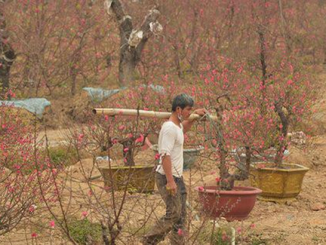 Thị trường - Tiêu dùng - Dân trồng đào lo ngay ngáy vì đã cận Tết mà đào vẫn còn đỏ rực đầy vườn