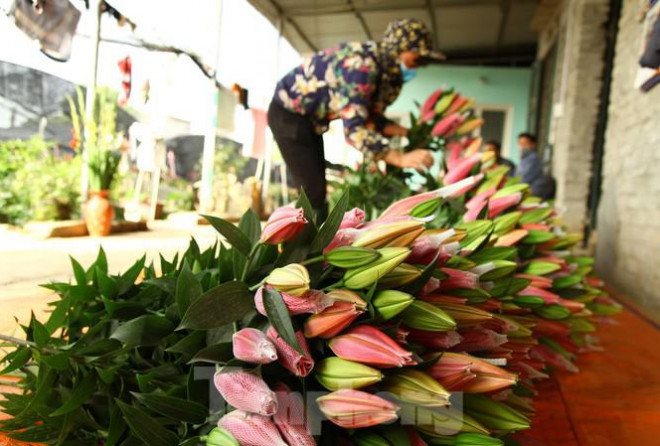 Người trồng hoa ly ở xã Song Mai mong muốn việc tiêu thụ hoa thuận lợi trong vài ngày cận Tết