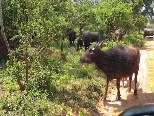 Phi thường - kỳ quặc - Video: Dám bắt trâu con, báo hoa mai bị cả gia đình trâu rừng truy sát phải bỏ chạy trối chết
