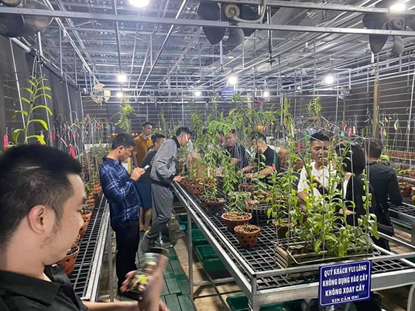 Phía trên vườn lan cần thiết kế giàn che nắng bằng loại lưới đen 2 lớp để giảm bớt ánh nắng và nhiệt độ chiếu xuống vườn.