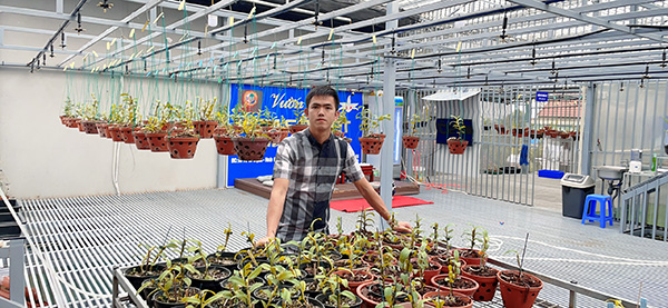 Theo nghệ nhân Vương Tất Trường, việc lựa chọn giống lan tốt là một trong những lưu ý quan trọng đối với người mới chơi lan.