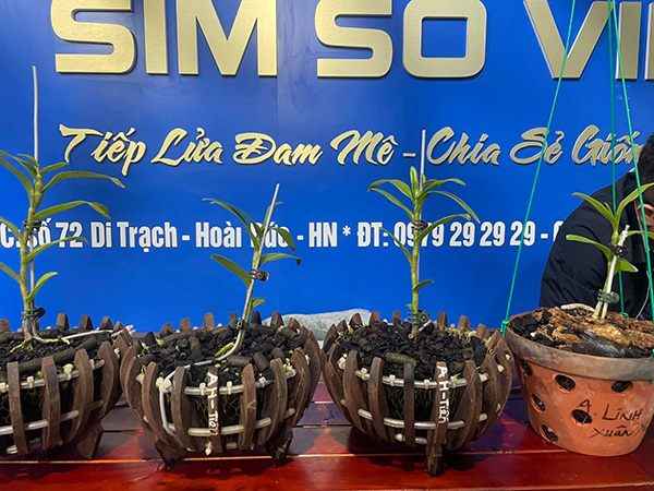Cách trồng và chăm hoa lan đơn giản, dễ thành công nhất từ nghệ nhân Vương Tất Trường - 4