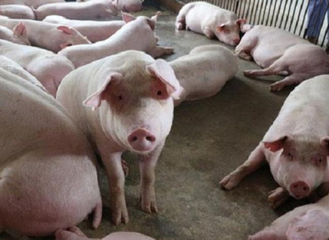 Giá lợn hơi giảm tại nhiều địa phương những ngày cận Tết