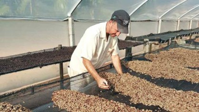 Năm 2000,  Henrique Sloper de Araújo phát hiện đồn điền cà phê đã bị những con chim Jacu phá hoại. Chúng là loại chim thích loại cà phê của Araújo.
