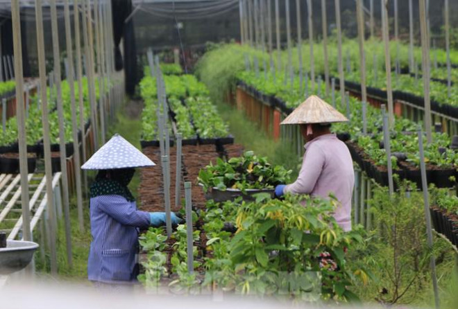 Chỉ thấy người dân địa phương chăm sóc hoa kiểng...