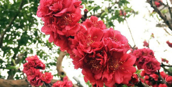Hoa đào thất thốn nhìn cánh dày, đâm, màu sắc tươi. Ảnh: Vietnamnet.