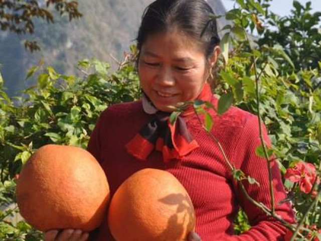 Thị trường - Tiêu dùng - Trồng bưởi đỏ tiến vua, nông dân hốt bạc mỗi dịp Tết