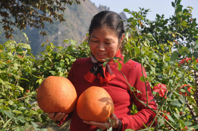 Bưởi Luận Văn có đặc điểm khi chín có màu đỏ từ trong ra ngoài