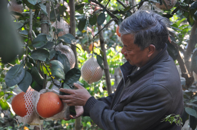 Từng một thời mai một, giống bưởi này đang hồi sinh, mang lại nguồn thu nhập cao cho người dân