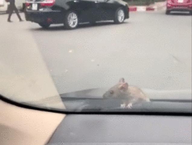Tin tức ô tô - Video: Đang lái ôtô, chuột chui lên từ ca-pô “hỏi thăm”