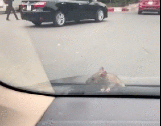 Video: Đang lái ôtô, chuột chui lên từ ca-pô “hỏi thăm” - 1