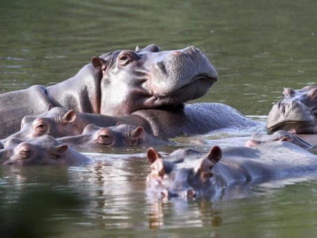 Thế giới - "Hà mã cocaine" của trùm ma túy gây họa: Chuyên gia đề xuất giải pháp sốc