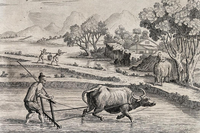 Trên thế giới, có một số quốc gia, dân tộc lấy con trâu hoặc bò làm vật tổ. Ảnh: Wikimedia