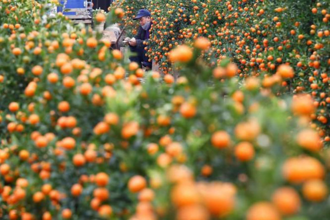 Tiểu thương bán quất ở Hà Nội.