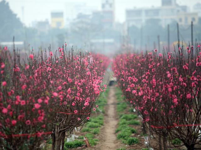 Tin tức trong ngày - Dự báo thời tiết cả nước đêm giao thừa và Tết Nguyên đán Tân Sửu 2021