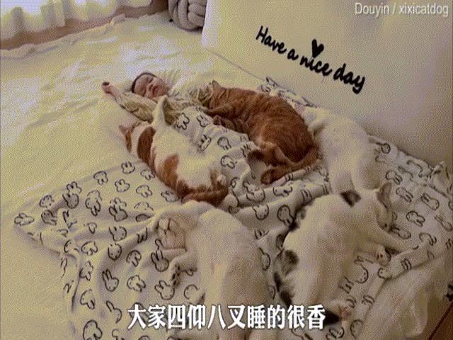 Bạn trẻ - Cuộc sống - Clip: 5 chú mèo "bảo vệ" cô chủ nhỏ đốn tin dân mạng