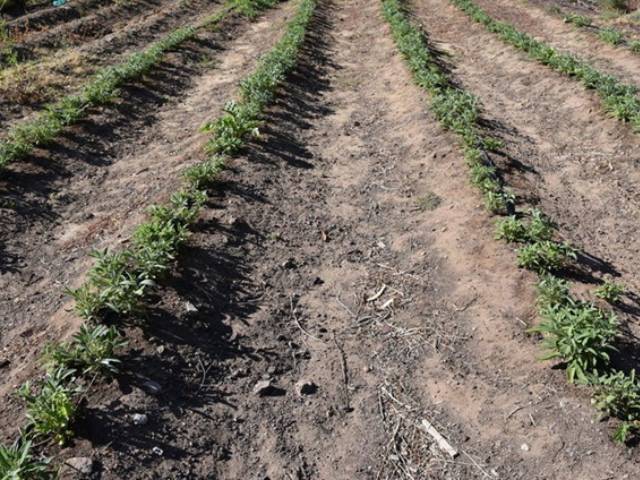 Thị trường - Tiêu dùng - Cây dại ngoài đồng, lên "chợ mạng" được bán 200.000 đồng/bó "sốt" dịp Tết