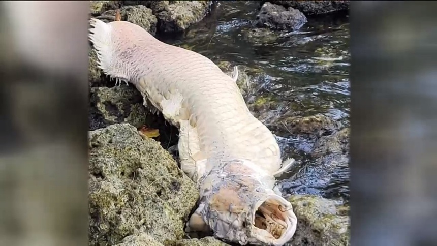Xác thủy quái trôi dạt trên sông ở Florida, Mỹ.