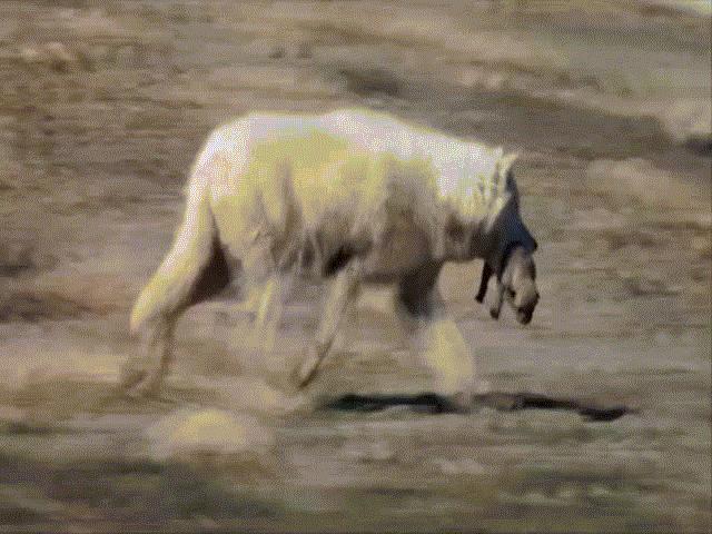 Phi thường - kỳ quặc - Video: Sói cái đơn độc chui vào hang để hại con non, cả bầy sói lao vào cắn xé