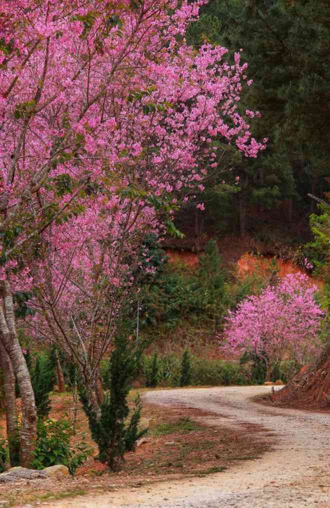 Lối dẫn vào hồ Tuyền Lâm rực rỡ hoa mai anh đào.