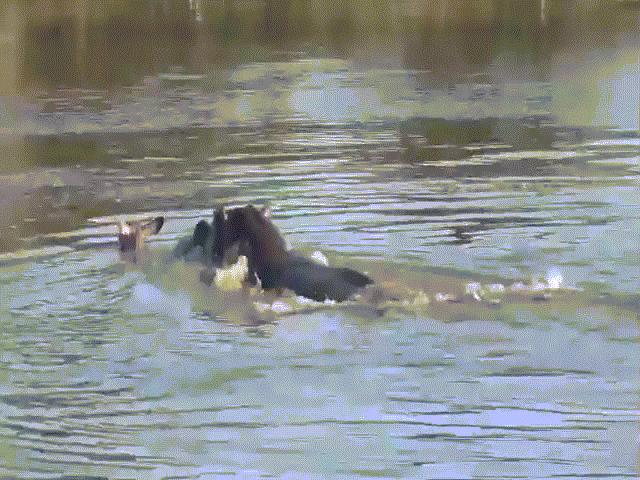 Phi thường - kỳ quặc - Video: "Tứ bề thọ địch", mẹ con linh dương vẫn thoát thân thần kỳ